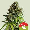 NYC Sour D Automat (Royal Queen Seeds) Feminizowane