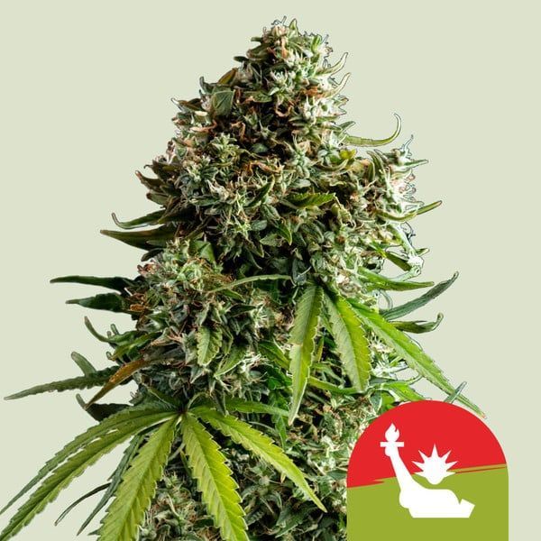 NYC Sour D Automat (Royal Queen Seeds) Feminizowane
