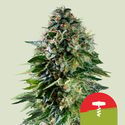 Corkscrew Automat (Royal Queen Seeds) Nasiona feminizowane