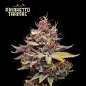 Amaretto Tarmac (Seedstockers) feminizowane