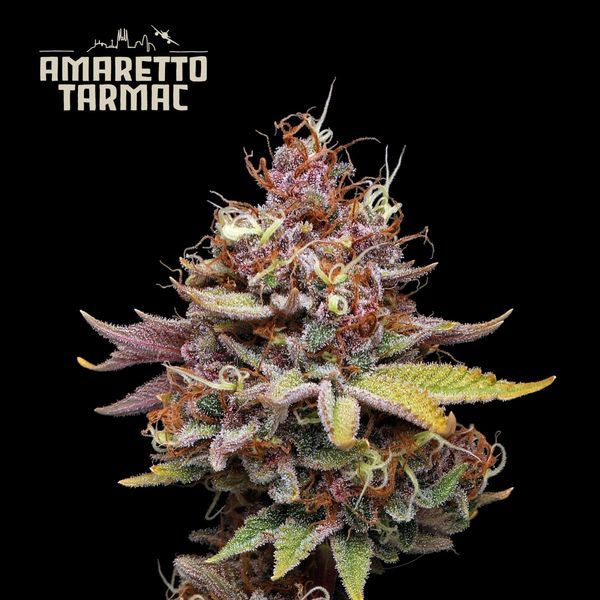 Amaretto Tarmac (Seedstockers) feminizowane