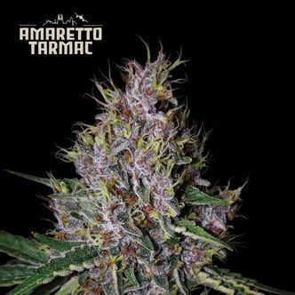 Amaretto Tarmac Automat (Seedstockers) feminizowane