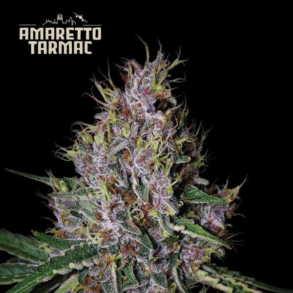 Amaretto Tarmac Automat (Seedstockers) feminizowane