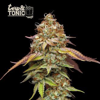 Terp & Tonic (Seedstockers) feminizowane