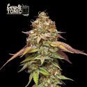 Terp & Tonic (Seedstockers) feminizowane