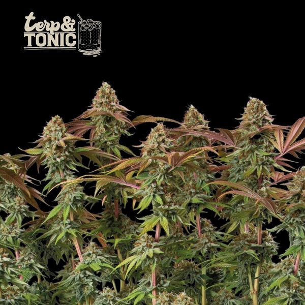 Terp & Tonic Automat (Seedstockers) feminizowane