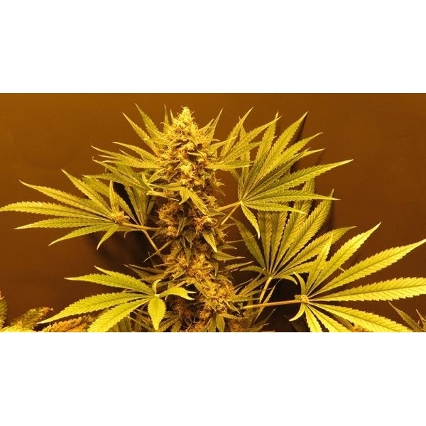 G13 Haze (Mr. Nice) regularne