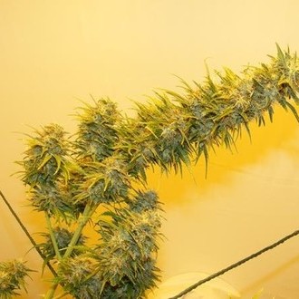 G13 Haze (Mr. Nice) regularne