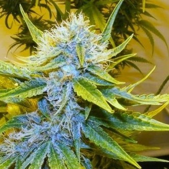 G13 Haze (Mr. Nice) regularne