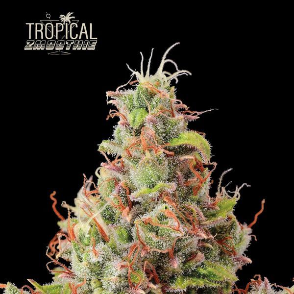 Tropical Zmoothie Automat (Seedstockers) feminizowane