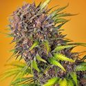 Diablo Rojo XL Automat (Sweet Seeds) feminizowane