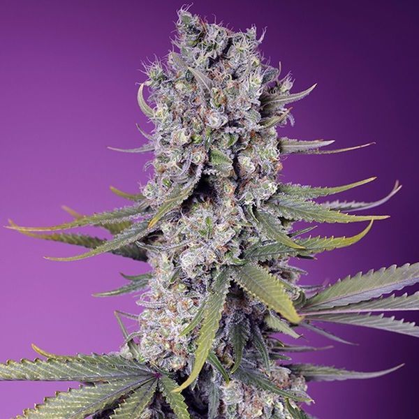 Papaya Zoap F1 Fast Version (Sweet Seeds) feminizowane