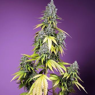 Jet Fuel Mandarine XL Automat (Sweet Seeds) feminizowane