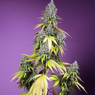 Jet Fuel Mandarine XL Automat (Sweet Seeds) feminizowane