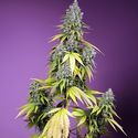 Jet Fuel Mandarine XL Automat (Sweet Seeds) feminizowane