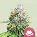OG Kush (Royal Queen Seeds) feminizowane