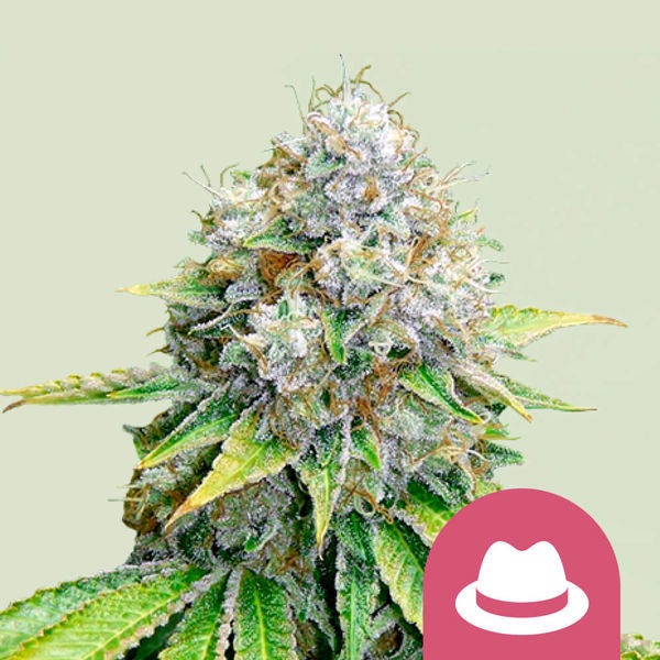 OG Kush (Royal Queen Seeds) feminizowane