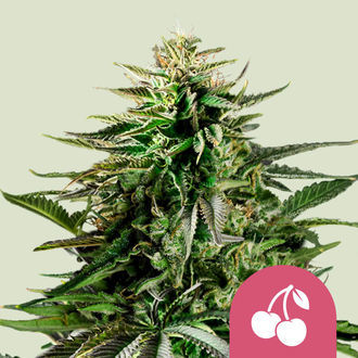 Cherry Pie (Royal Queen Seeds) feminizowane