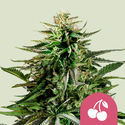 Cherry Pie (Royal Queen Seeds) feminizowane