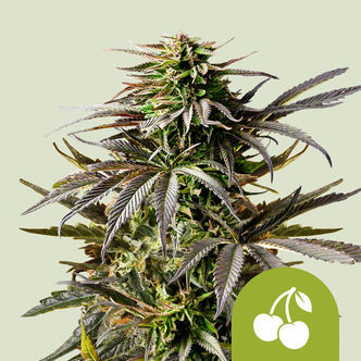Cherry Pie Automat (Royal Queen Seeds) Nasiona feminizowane