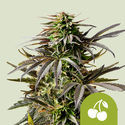 Cherry Pie Automat (Royal Queen Seeds) Nasiona feminizowane