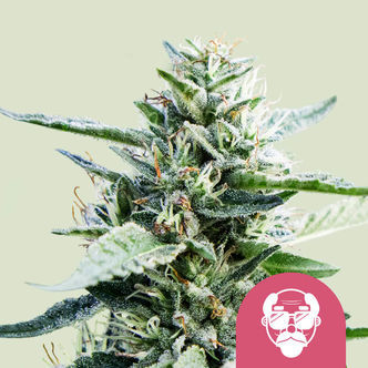 Granddaddy Purple (Royal Queen Seeds) feminizowane