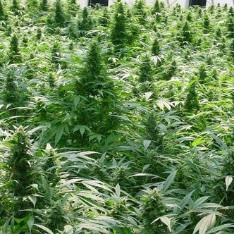 Dreamtime (Mr. Nice) regularne