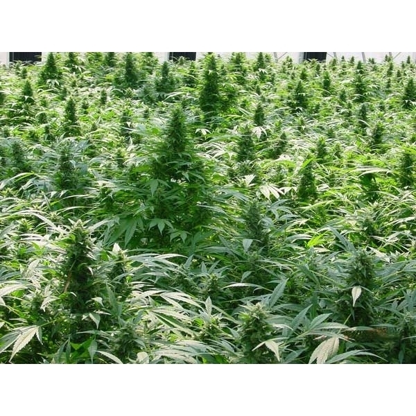 Dreamtime (Mr. Nice) regularne