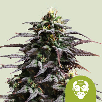 Granddaddy Purple Automat (Royal Queen Seeds) feminizowane