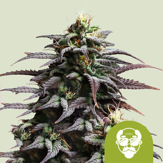 Granddaddy Purple Automat (Royal Queen Seeds) feminizowane