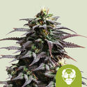 Granddaddy Purple Automat (Royal Queen Seeds) feminizowane