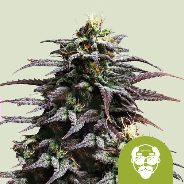 Granddaddy Purple Automat (Royal Queen Seeds) feminizowane