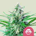 Grape Ape (Royal Queen Seeds) feminizowane