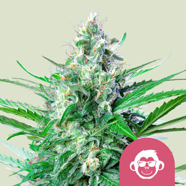 Grape Ape (Royal Queen Seeds) feminizowane