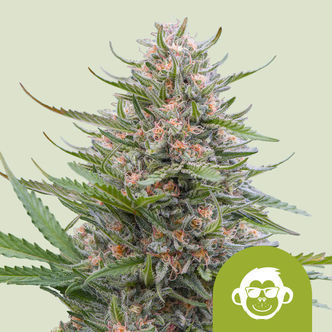 Grape Ape Automat (Royal Queen Seeds) feminizowane