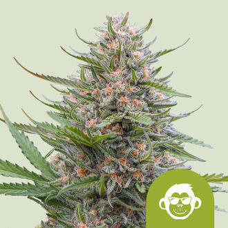 Grape Ape Automat (Royal Queen Seeds) feminizowane