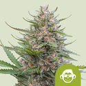 Grape Ape Automat (Royal Queen Seeds) feminizowane