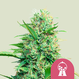 Pink Runtz Automat (Royal Queen Seeds) feminizowane