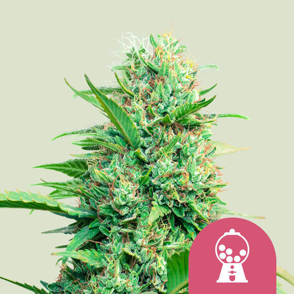 Pink Runtz Automat (Royal Queen Seeds) feminizowane