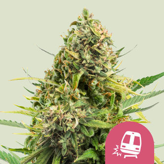 Trainwreck (Royal Queen Seeds) feminizowane