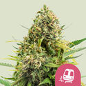 Trainwreck (Royal Queen Seeds) feminizowane