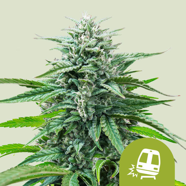 Trainwreck Automat (Royal Queen Seeds) Nasiona Marihuany Feminizowane