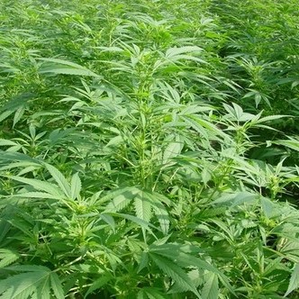 Walkabout (Mr. Nice) regularne