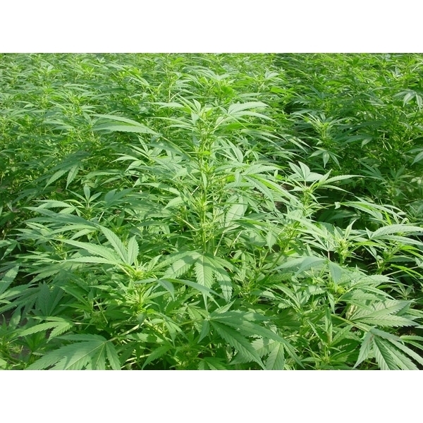 Walkabout (Mr. Nice) regularne