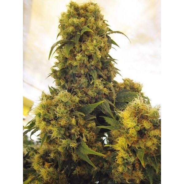 Critical Skunk (Mr. Nice) Regularne