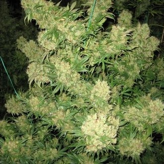 Critical Skunk (Mr. Nice) Regularne