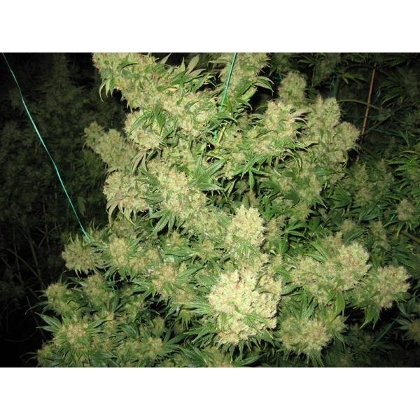 Critical Skunk (Mr. Nice) Regularne