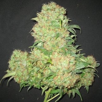 Critical Skunk (Mr. Nice) Regularne