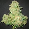 Critical Skunk (Mr. Nice) Regularne