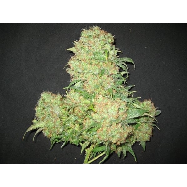 Critical Skunk (Mr. Nice) Regularne